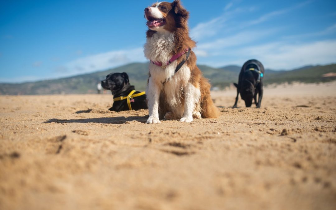 Sun, Sand, and Wagging Tails: Pawsome Beach Activities to Enjoy with Your Furry Friend